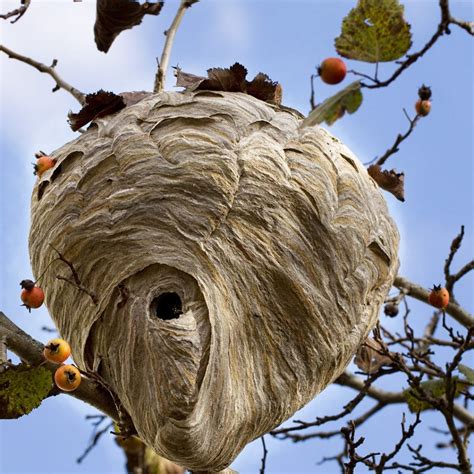 are wasps deterred by nests.